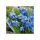 SCILLA siberica 'Blue' - Bókoló csillagvirág