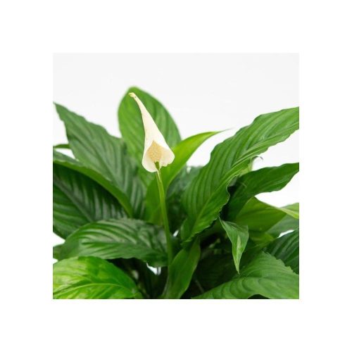 Spathiphyllum 'Sweet Chico' - Vitorlavirág