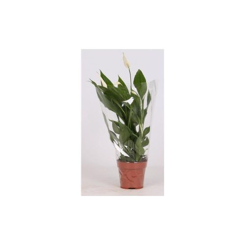 Spathiphyllum 'Alana' - Vitorlavirág