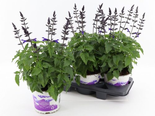 Salvia Salgoon 'Lake Blueberry' - Zsálya