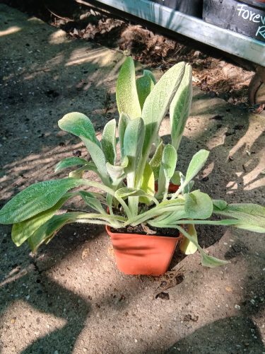 Stachys byzantina - Gyapjas Tisztesfű