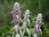 Stachys byzantina - Gyapjas Tisztesfű