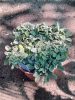 Stachys byzantina 'Little Lamb' - Gyapjas Tisztesfű