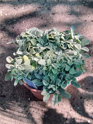 Stachys byzantina 'Little Lamb' - Gyapjas Tisztesfű