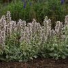 Stachys byzantina 'Little Lamb' - Gyapjas Tisztesfű