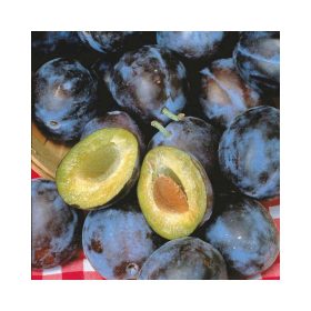   Prunus domestica 'Stanley' - Szilva konténeres myrabolan alanyon