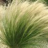 Stipa tenuifolia 'Pony Tails - Árvalányhaj