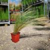 Stipa tenuifolia 'Pony Tails' - Árvalányhaj