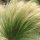 Stipa tenuifolia 'Pony Tails - Árvalányhaj