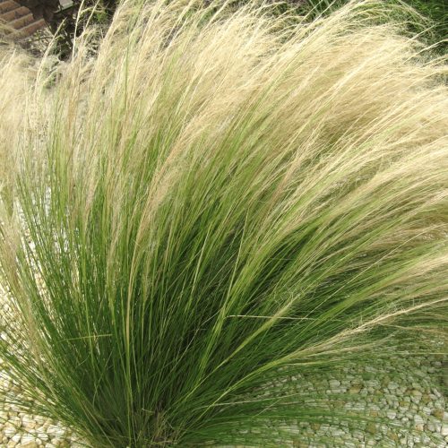 Stipa tenuifolia 'Pony Tails - Árvalányhaj