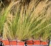 Stipa tenuifolia 'Pony Tails' - Árvalányhaj