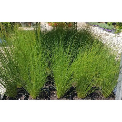 Stipa tenuissima 'Pony Tails' - Árvalányhaj