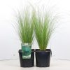 Stipa tenuissima 'Pony Tails' - Árvalányhaj