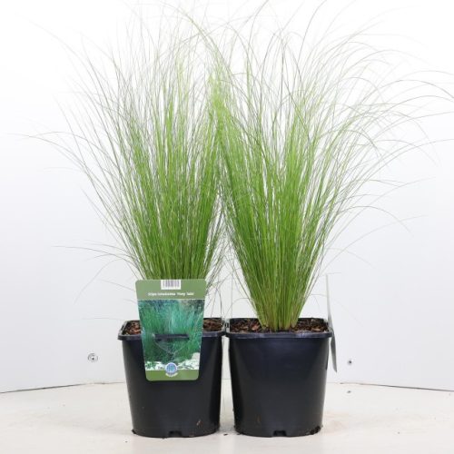 Stipa tenuissima 'Pony Tails' - Árvalányhaj