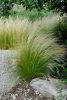 Stipa tenuissima 'Pony Tails' - Árvalányhaj
