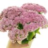Sedum telephium 'Seduction Pink' – Varjúháj