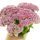 Sedum telephium 'Seduction Pink' – Varjúháj