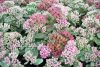 Sedum telephium 'Seduction Pink' – Varjúháj