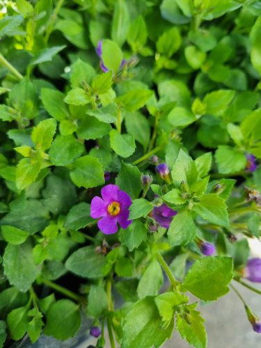 Sutera Bacopa - Bakopa (Hópehelyvirág) lila