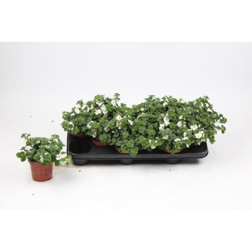 Sutera bacopa - Bakopa (Hópehelyvirág) fehér