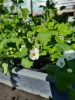 Sutera bacopa - Bakopa (Hópehelyvirág) fehér