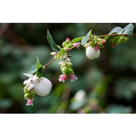 Symphoricarpos albus – Fehér hóbogyó