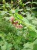 Symphoricarpos albus – Fehér hóbogyó