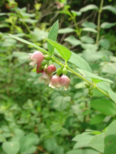 Symphoricarpos albus – Fehér hóbogyó