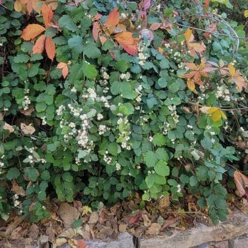 Symphoricarpos albus – Fehér hóbogyó