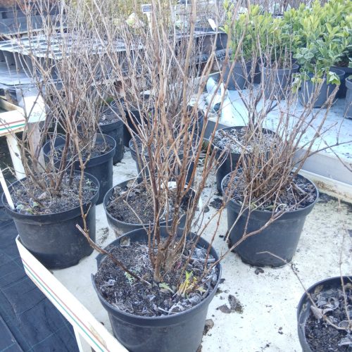 Symphoricarpos albus – Fehér hóbogyó