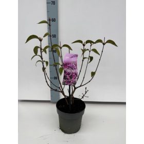 Syringa x chinensis 'Saugeana' – Kínai orgona