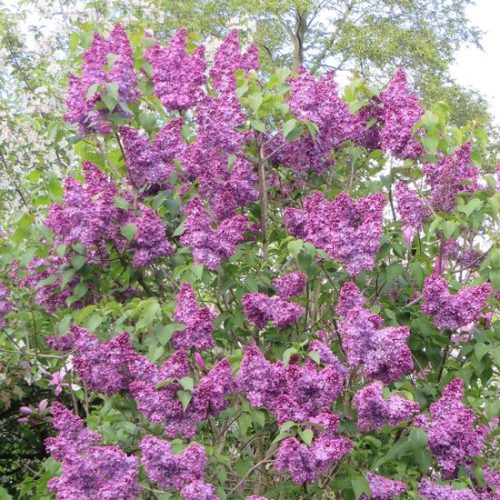 Syringa x chinensis 'Saugeana' – Kínai orgona