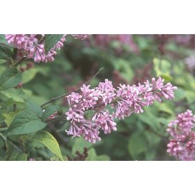 Syringa josikaea - Jósika orgona