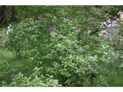 Syringa josikaea - Jósika orgona