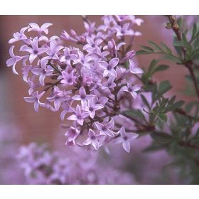 Syringa × laciniata - Szeldeltlevelű orgona 