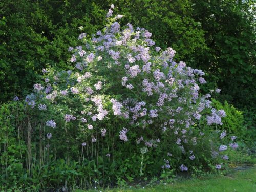 Syringa × laciniata - Szeldeltlevelű orgona 