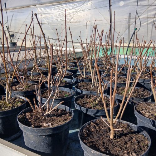 Syringa × laciniata - Szeldeltlevelű orgona 