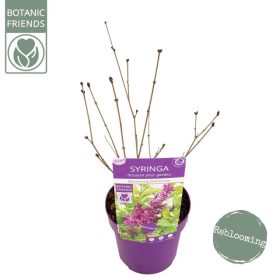 Syringa meyeri 'Dark purple' – Törpe orgona