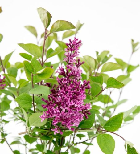 Syringa meyeri 'Dark purple' – Törpe orgona