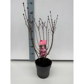 Syringa meyeri 'Josee' – Törpe orgona