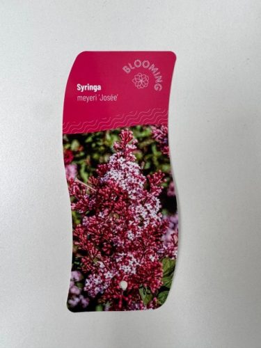 Syringa meyeri 'Josee' – Törpe orgona