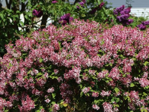 Syringa meyeri 'Josee' – Törpe orgona