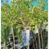 Syringa meyeri 'Palibin' - Törpe orgona (törzses)