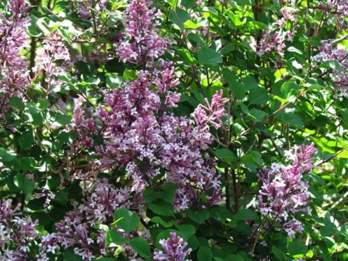 Syringa meyeri 'Palibin' - Törpe orgona 