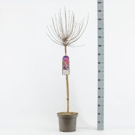   Syringa meyeri 'Palibin' – Törpe orgona (törzses)