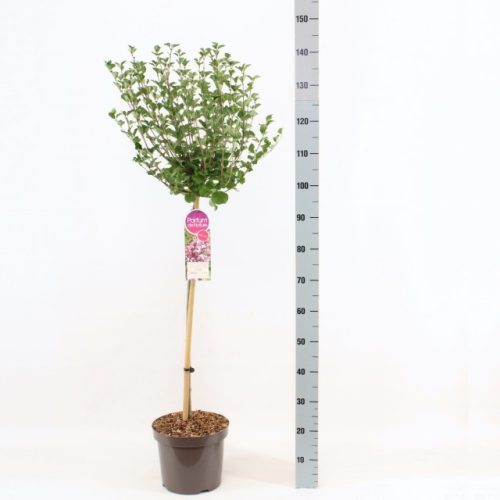 Syringa meyeri 'Palibin' – Törpe orgona (törzses)