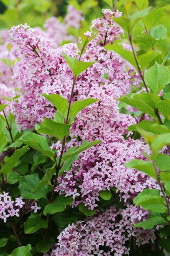 Syringa meyeri 'Palibin' – Törpe orgona (törzses)
