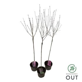 Syringa -  törzses törpe orgona