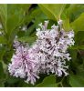 Syringa patula 'Miss Kim' – Törpe orgona