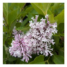Syringa patula 'Miss Kim' – Törpe orgona